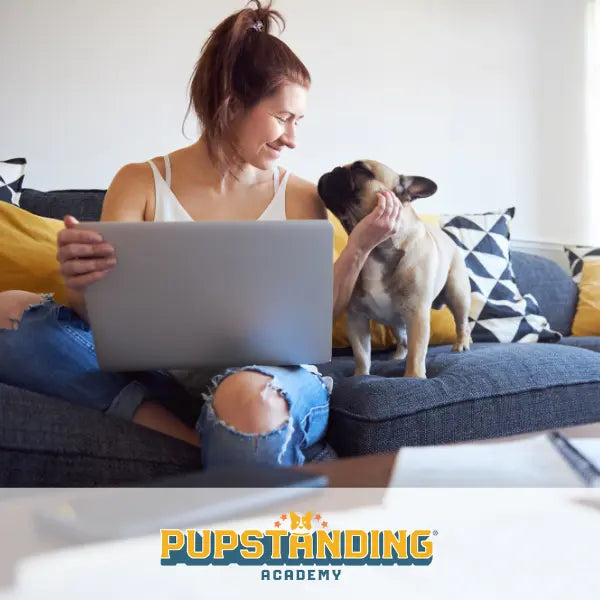 Virtual dog training and behavior consultations