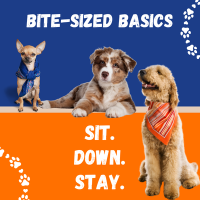 Bite-Sized Basics: Sit, Down, Stay