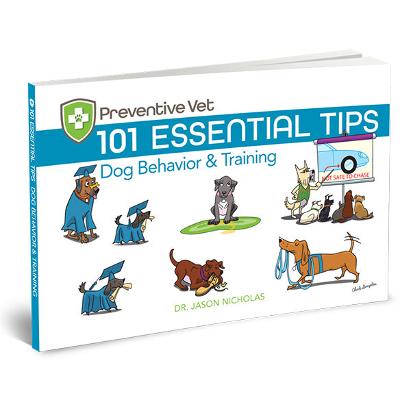 Dog Training 101: Essential Tools You'll Need - Vetstreet