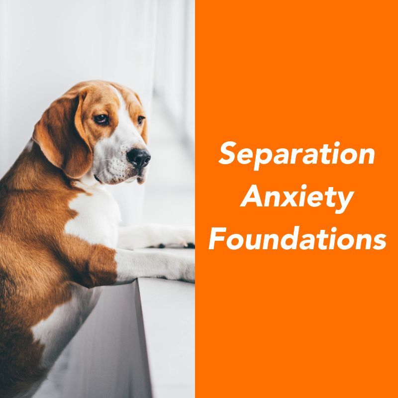 Treating Separation Anxiety in Dogs