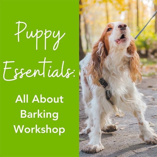 Mix & Match Dog Training Essentials Package