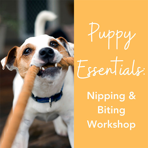 Mix & Match Dog Training Essentials Package