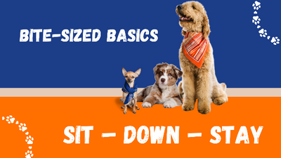Sign up for our Bite-Sized Basics puppy workshop