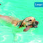 Two dogs swimming while retrieving large fetch sticks