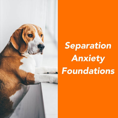 Separation Anxiety Foundations