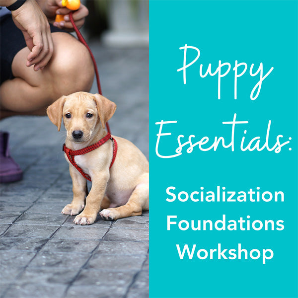 Puppy Essentials: Socialization Foundations Workshop