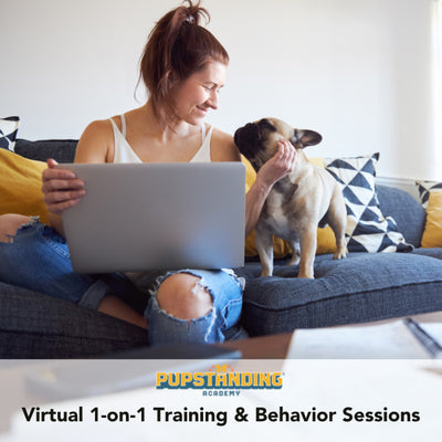 Virtual One-on-One Dog Training & Behavior Consultations