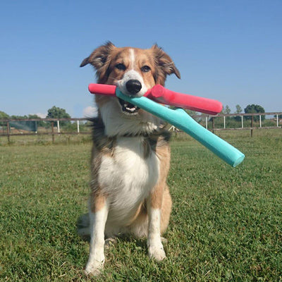 The Best Fetch Toy For Dogs