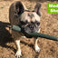 French Bulldog playing with medium fetch stick
